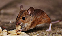 24 Hour & Emergency Exterminators in Bivalve, MD